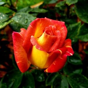 Meet your Posher, Candice